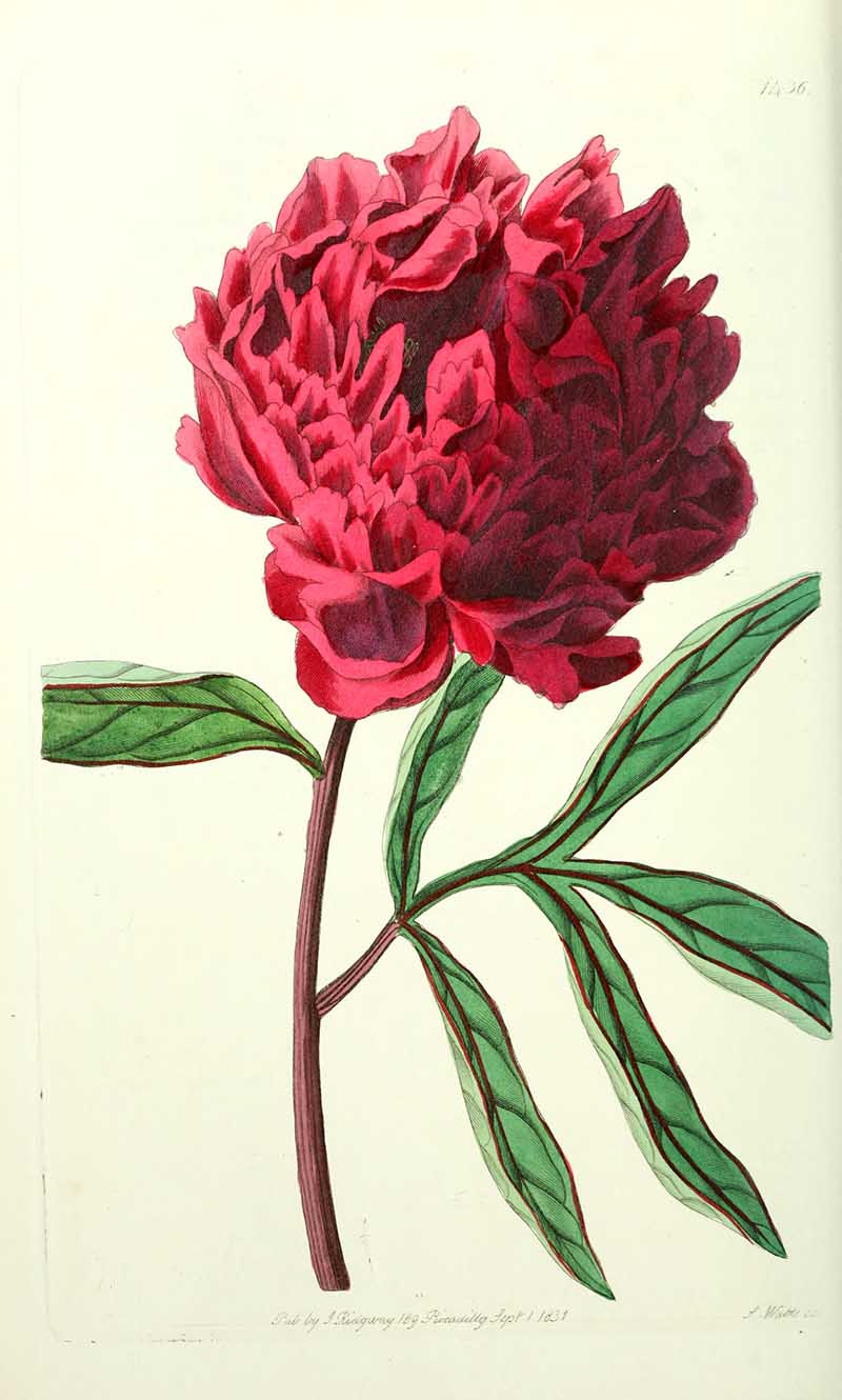 Chinese Peony Edwards Botanical Registar