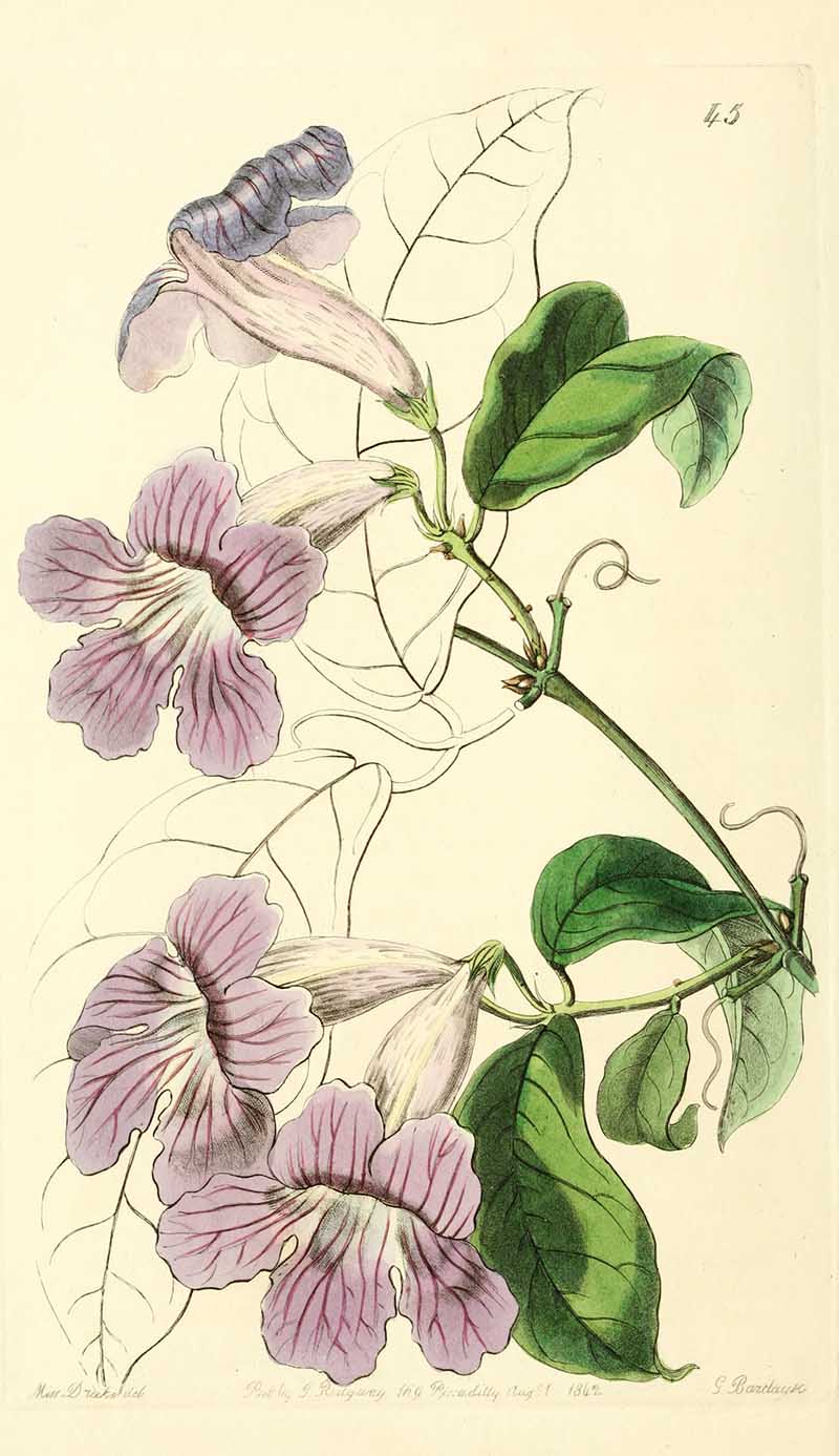 violet trumpet vine Edwards Botanical Registar
