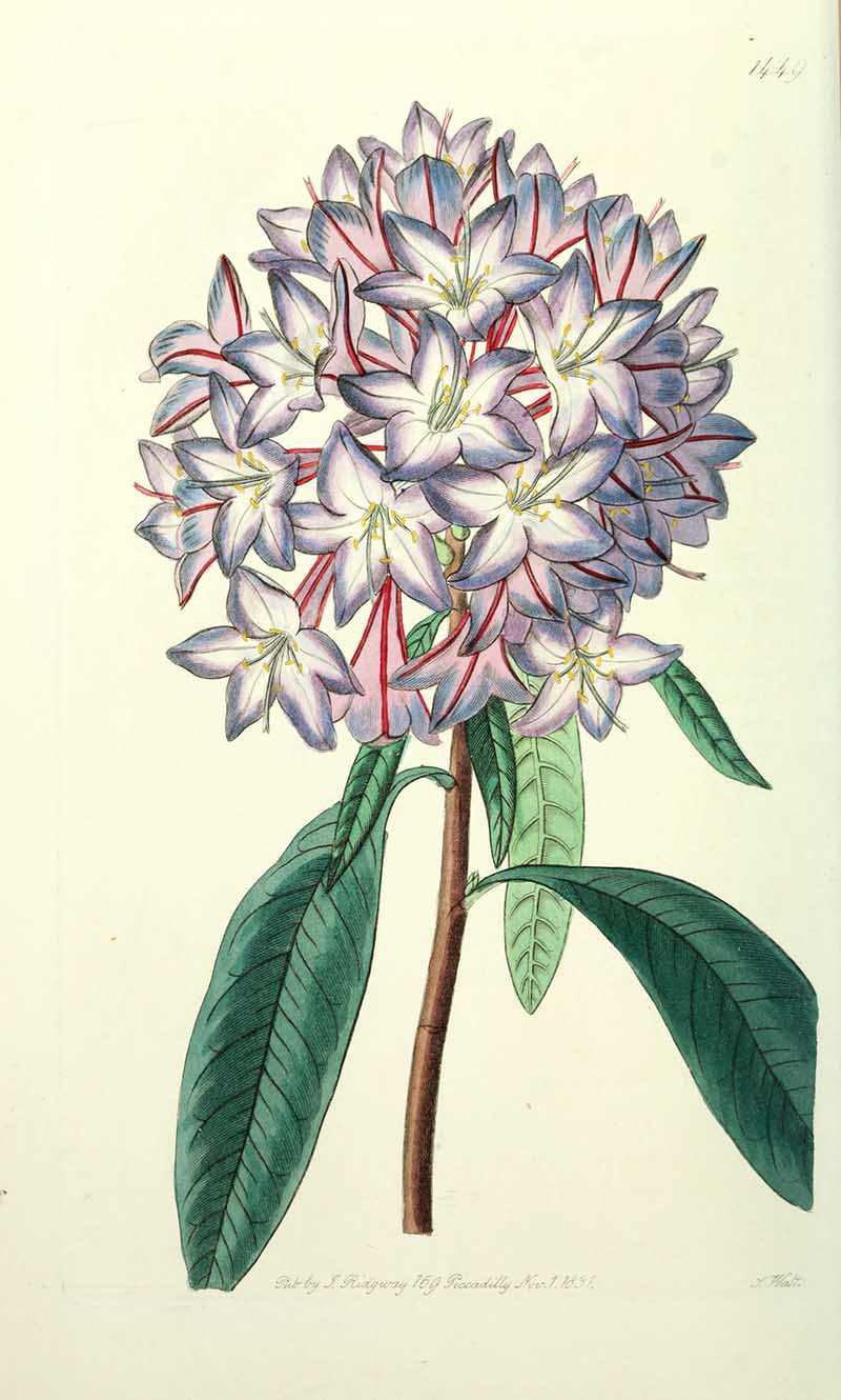 Carton's Rhododendron Edwards Botanical Registar