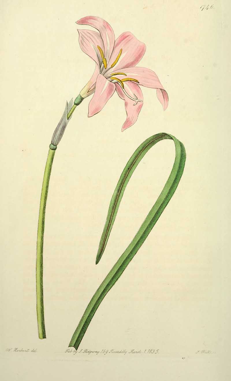 Spofforth fairy lily edwars Botanical Register