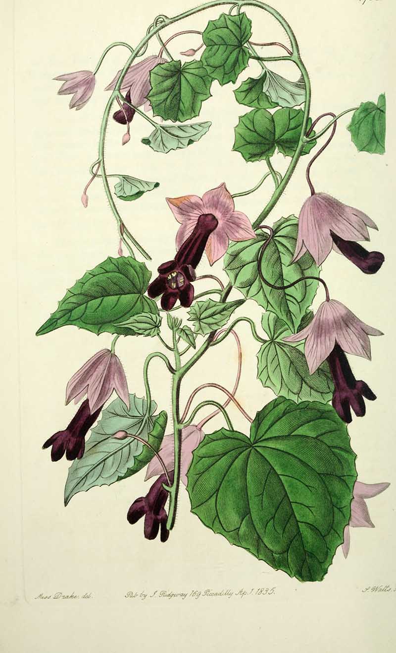 Purple Bell Vine Edwards Botanical Register