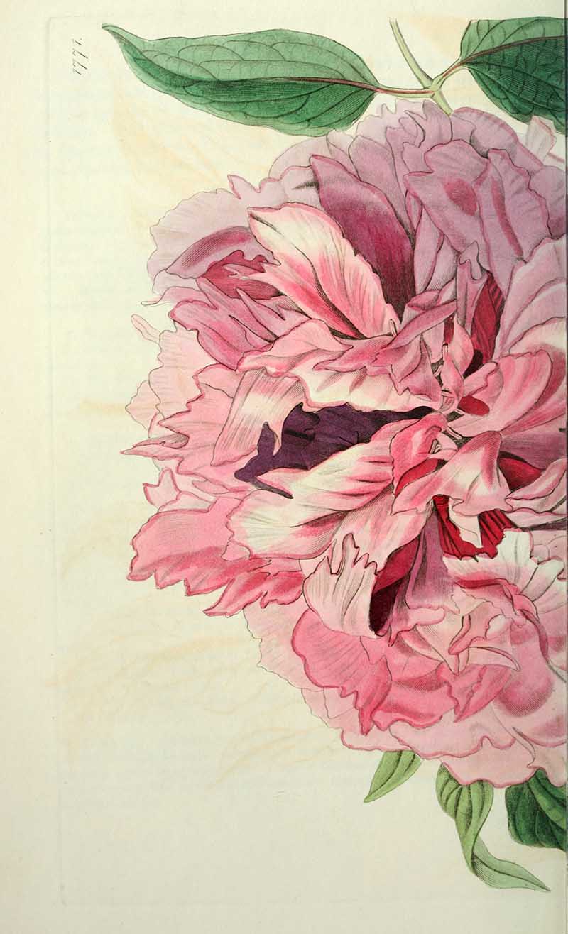 Peony Edwards Botanical Register