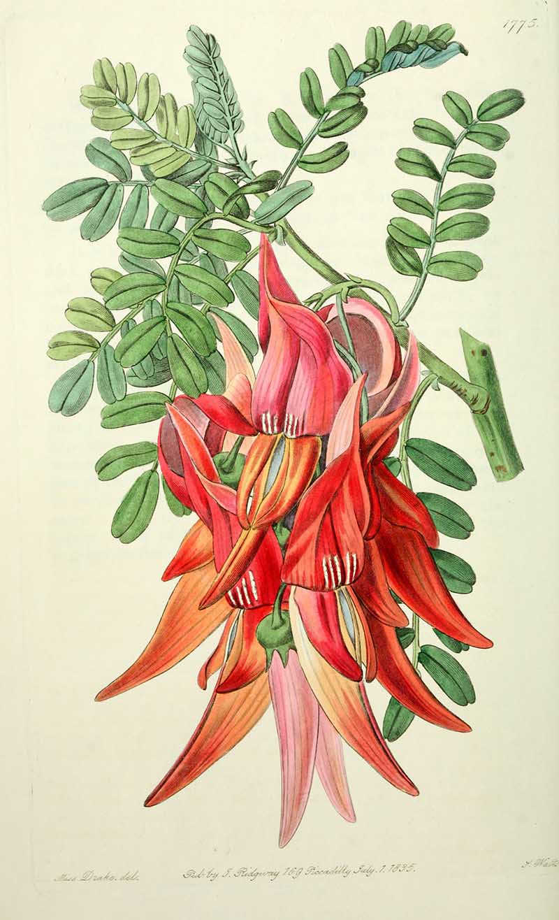 crimson glory-pea Edwards Botanical Register