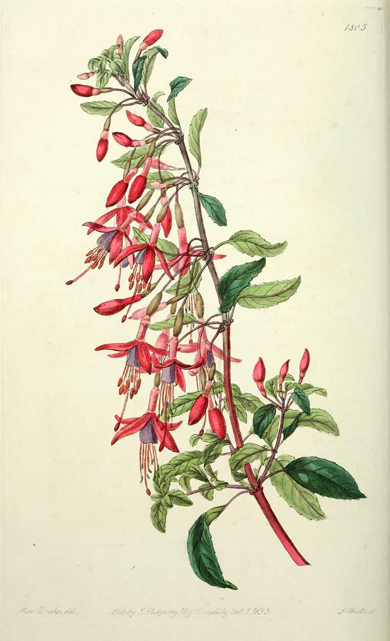 hummingbird fuchsia Edwards Botanical Register