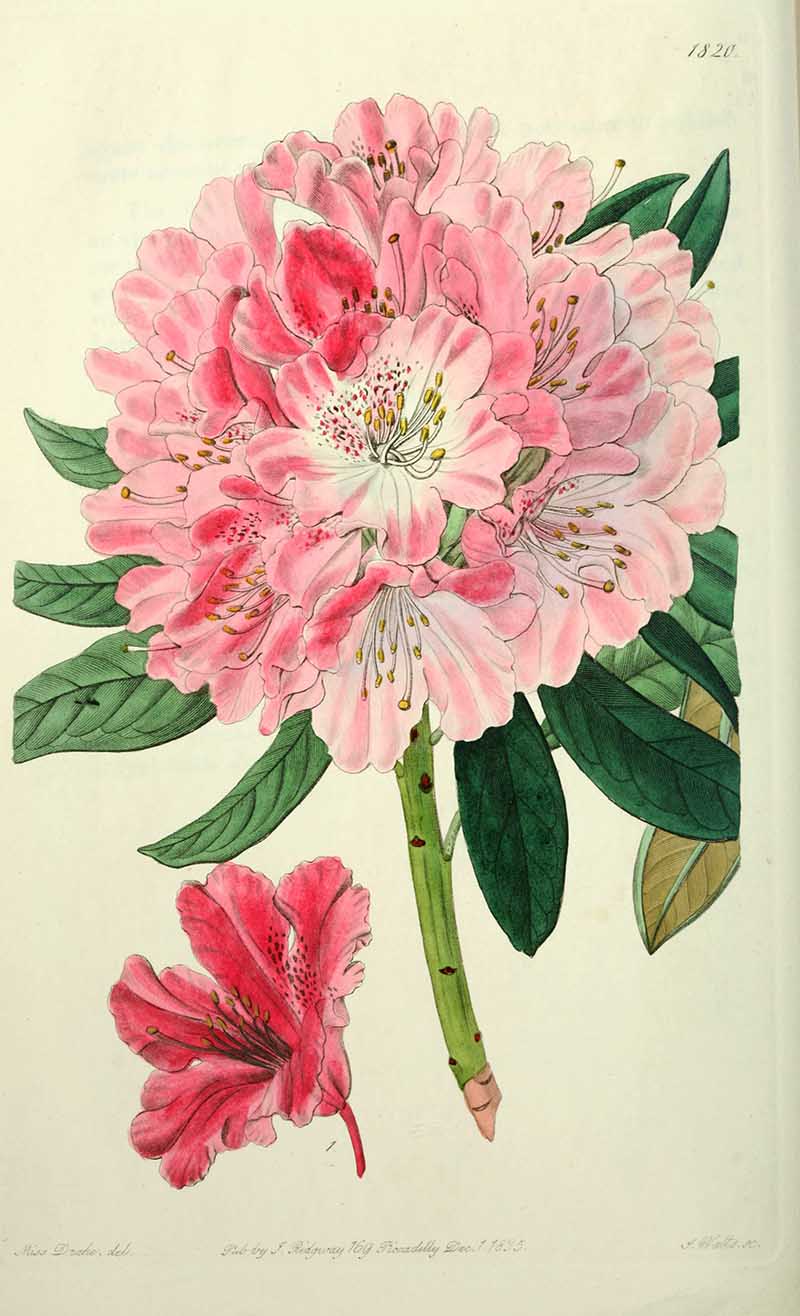 pink Rhododendron Edwards Botanical register