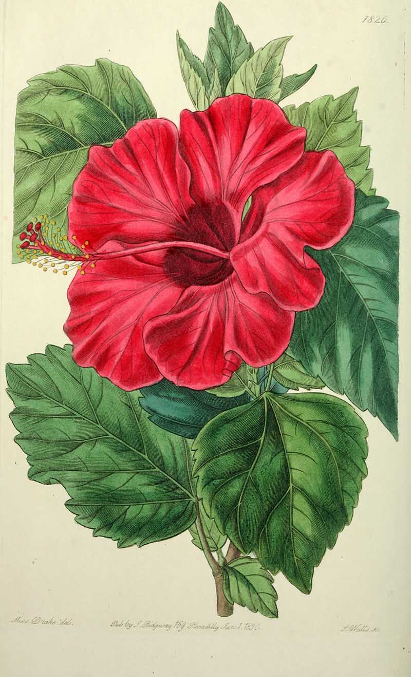 Red Chinese Hibiscus Edwards Botanical Register