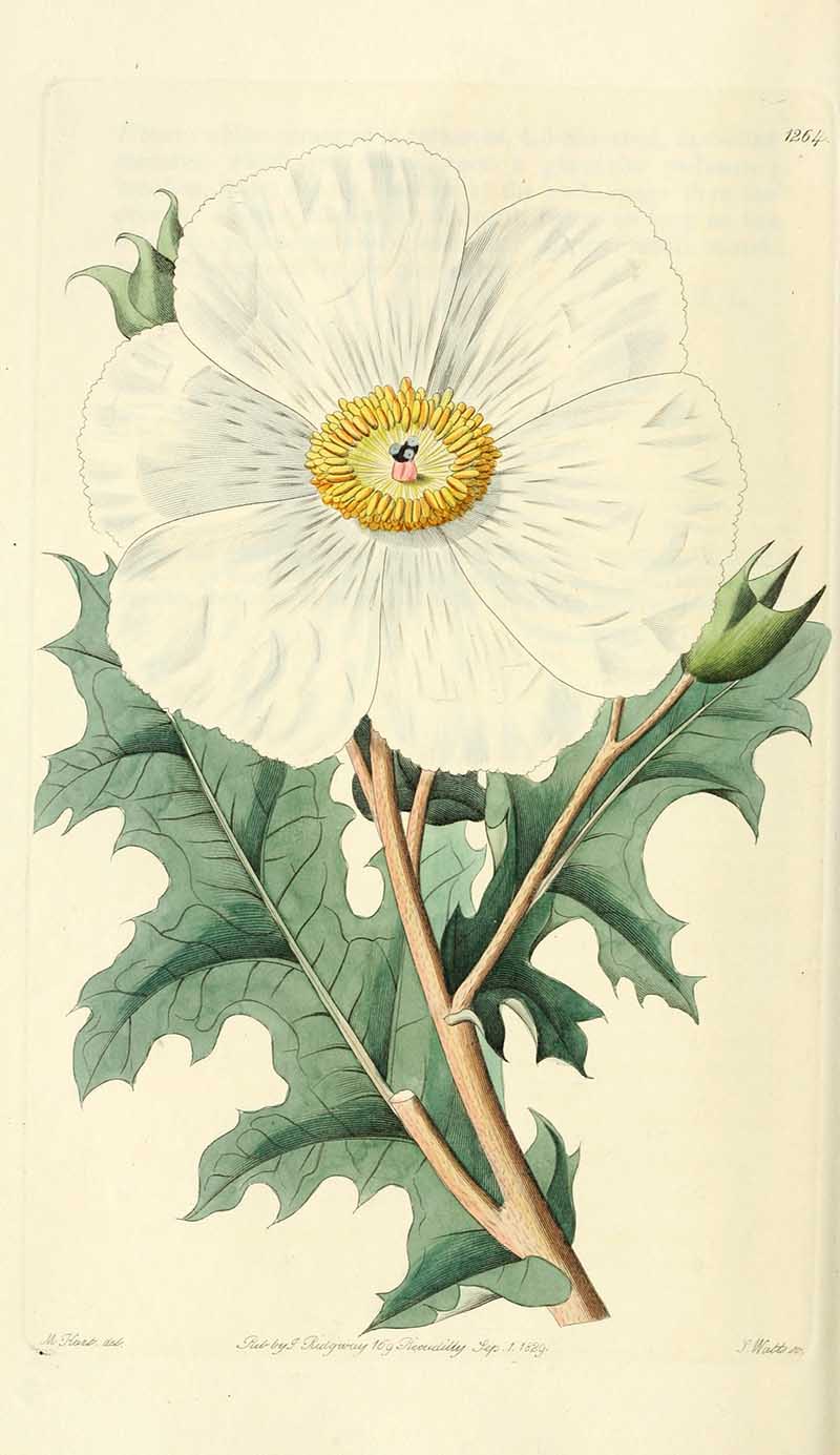 White Mexican Prickly Poppy  Edwards Botanical Register