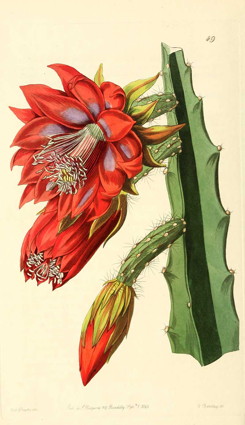 sun cactus in flower from Edwards Botanical registar