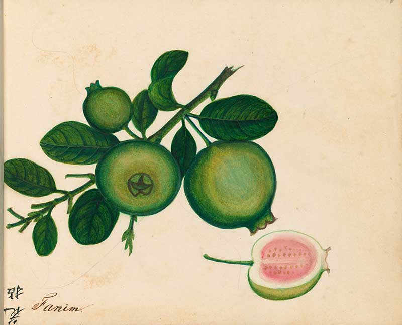 Exotuc fruit watercolour gauva