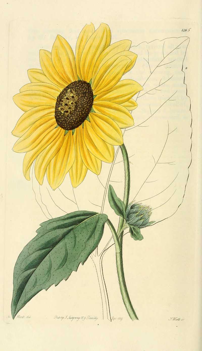 Californian Sunflower Edwards Botanical Register