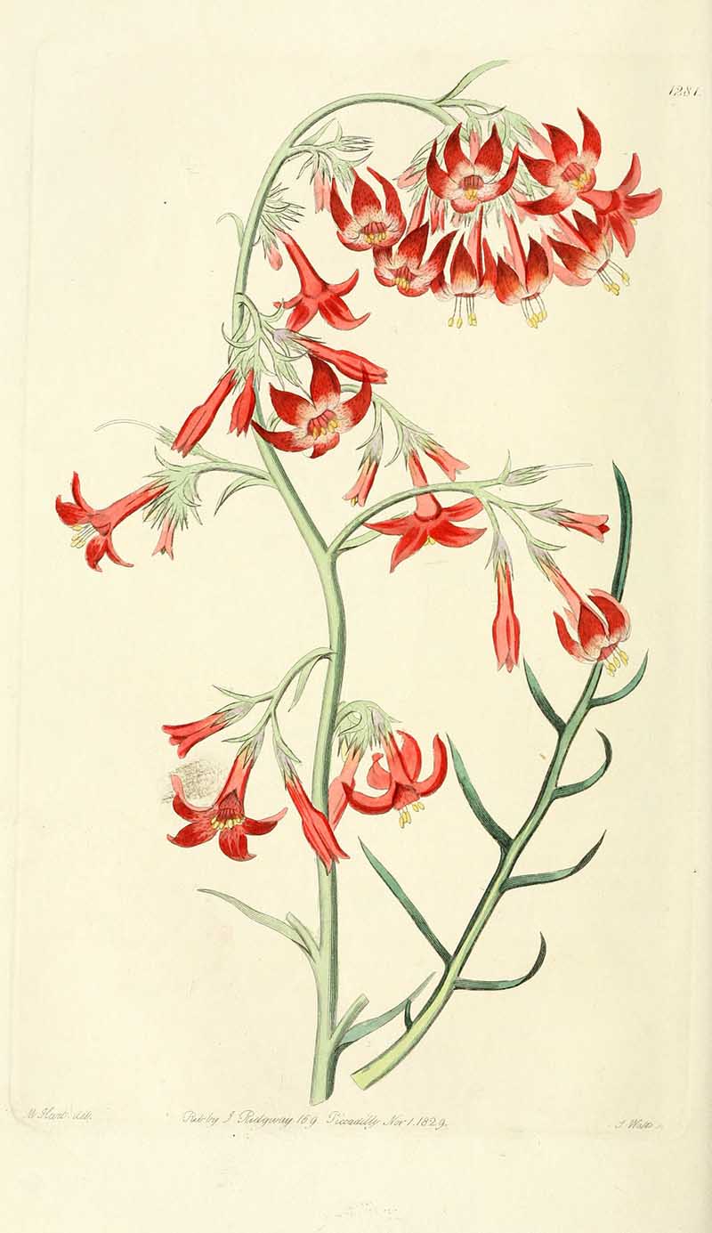 Elegant Ipomopsis Edwards Botancial Register