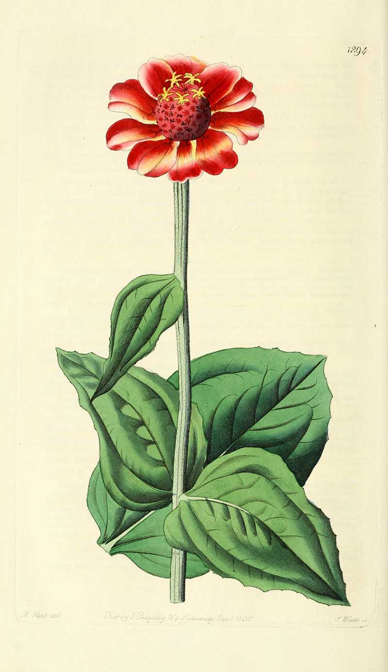 Scarlet Zinnia Edwards Botanical Register