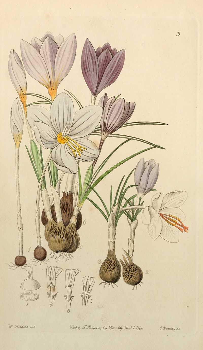 white and purple crocus Edwards Botanical Registar