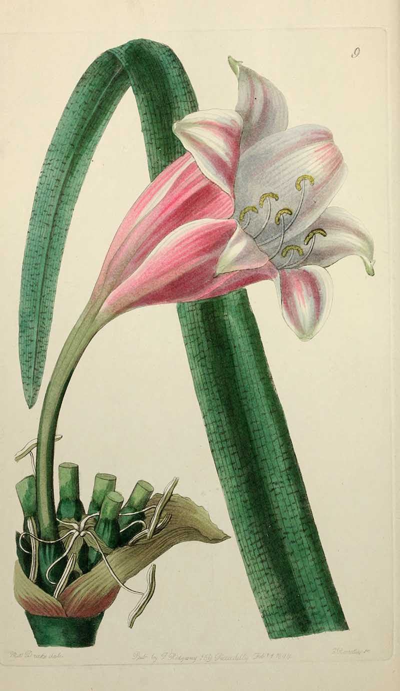 River lily Edwards Botanical Register