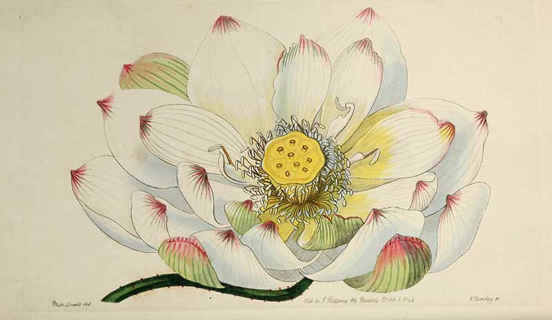 Sacred Lotus Edwards Botanical Register