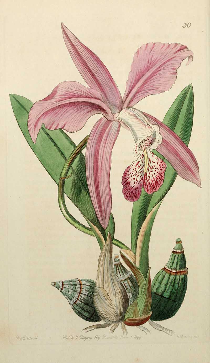 Mayflower Orchid Edwards Botanical Register
