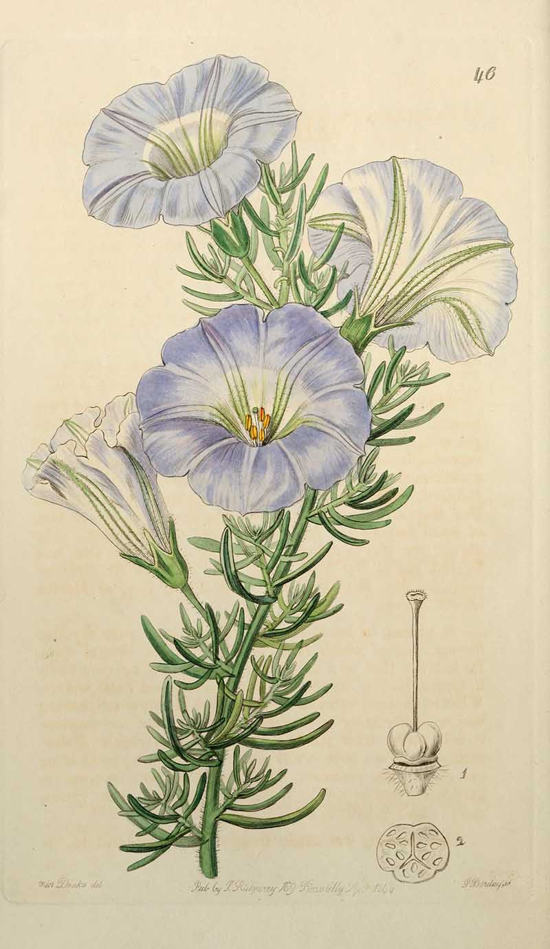 Chilean Bell Flower Edwards Botanical Register