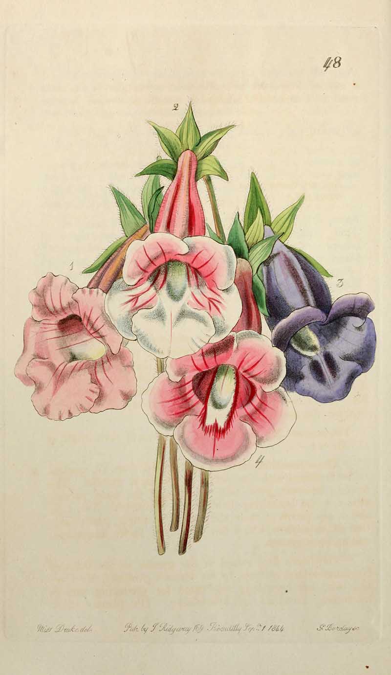 Gloxinia flowers Edwards Botanical Register