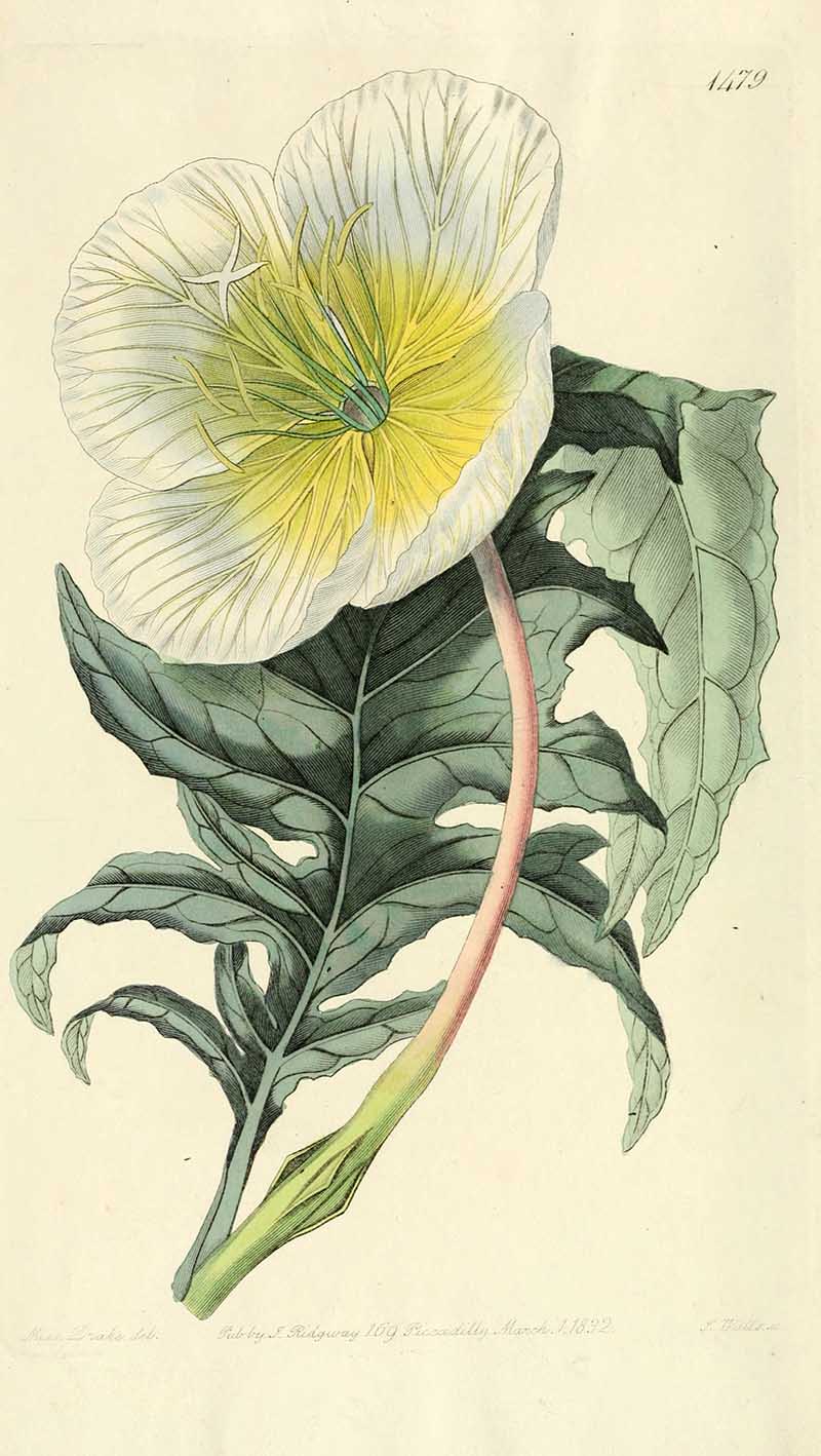 White Evening Primrose Edwards Botanical Registar