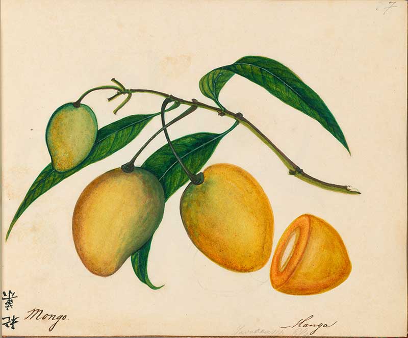  Exotic Fruit watercolours mango 