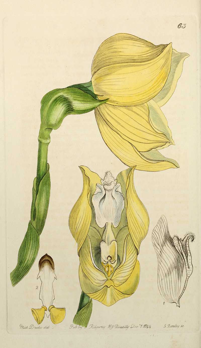 Tulip Orchid Edwards Botanical Register