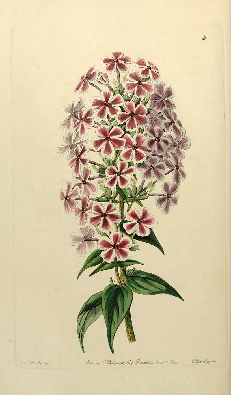 Van Houtte's phlox Edwards botanical Register