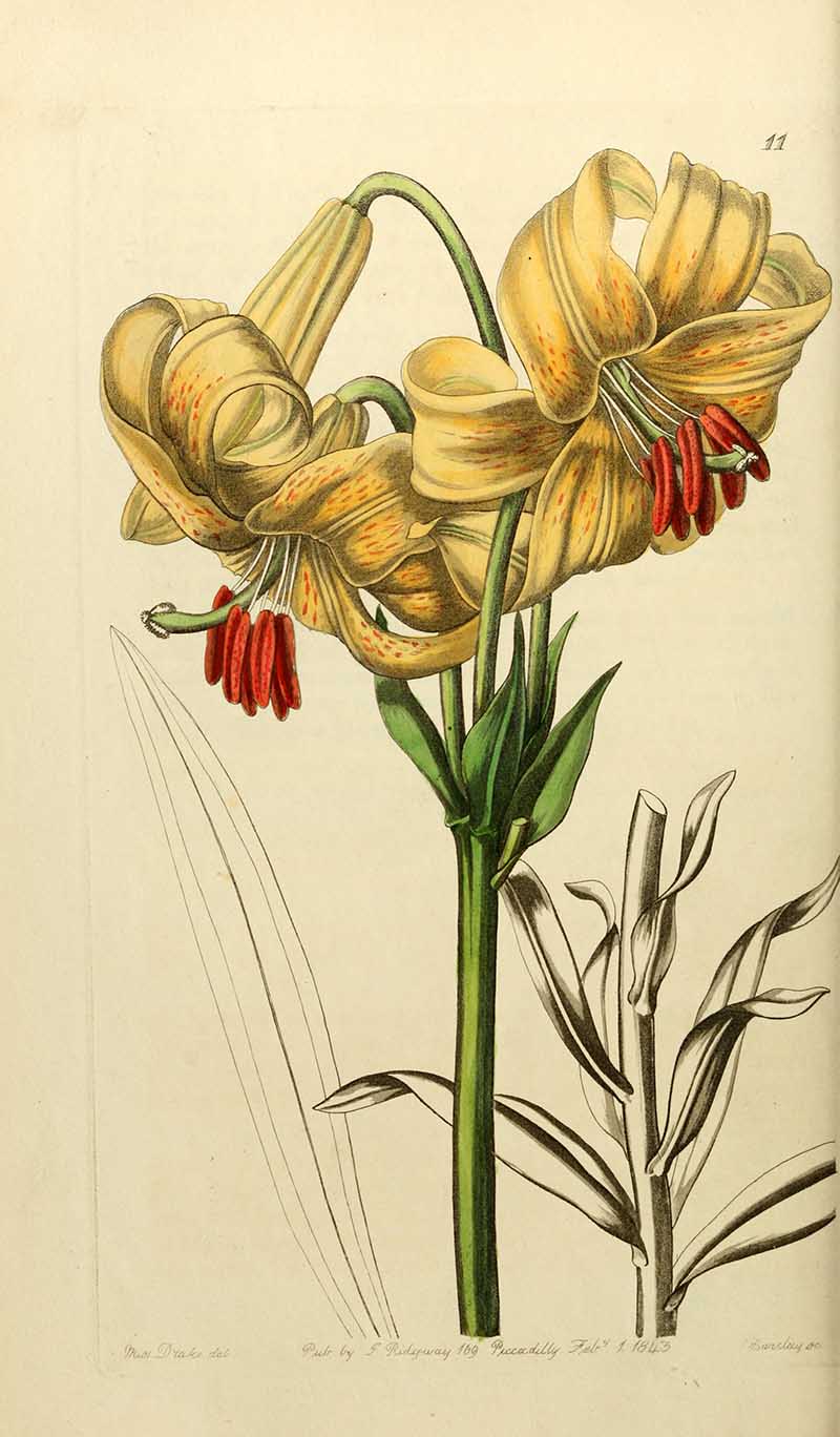 Yellow Japan Lily Edwards Botanical Register
