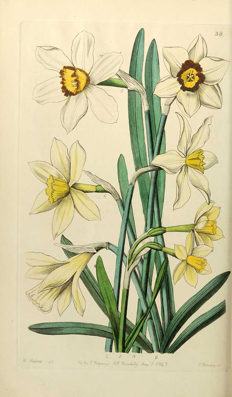 Daffodil Edwards Botanical Register
