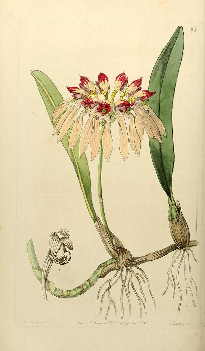 Bulbophyllum Chinense Orchid Edwards Botanical Register
