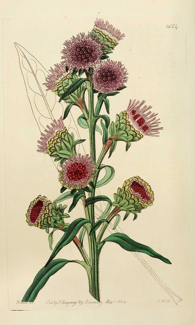 Large-flowered Liatris Edwards Botanical Register