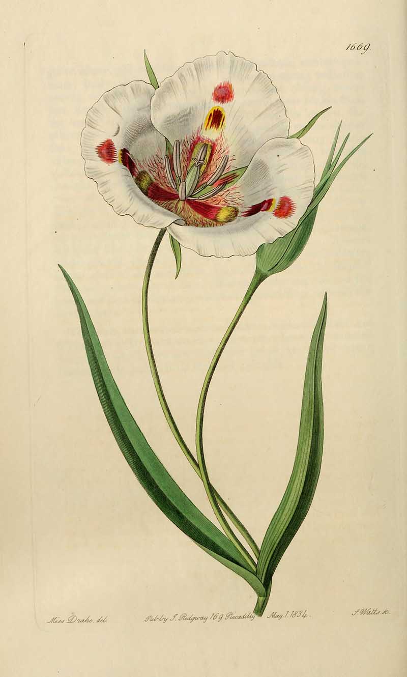 Butterfly Mariposa Lily Edwards Botanical Register