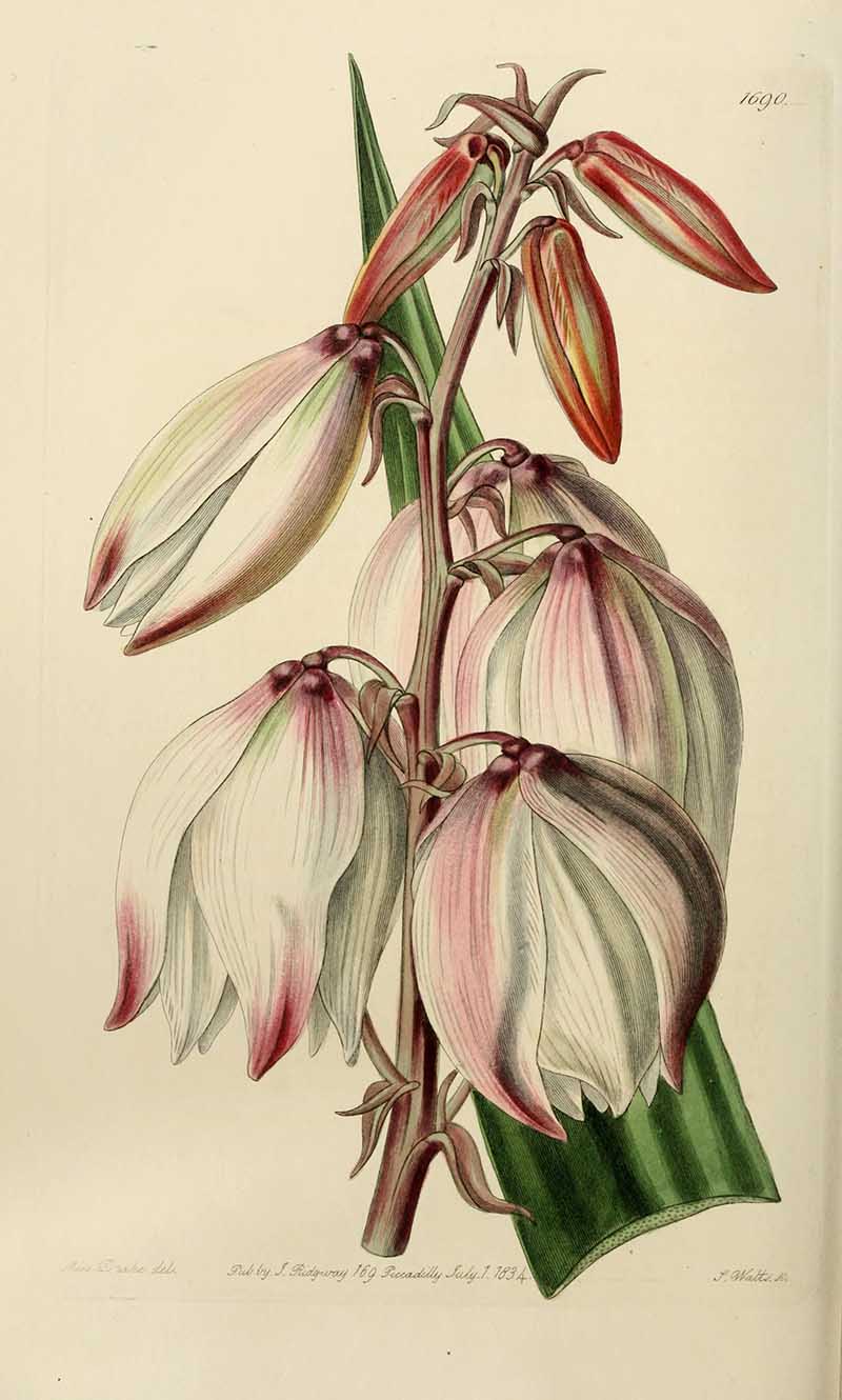 Spanish Dagger Yucca Gloriosa Edwards Botanical Register