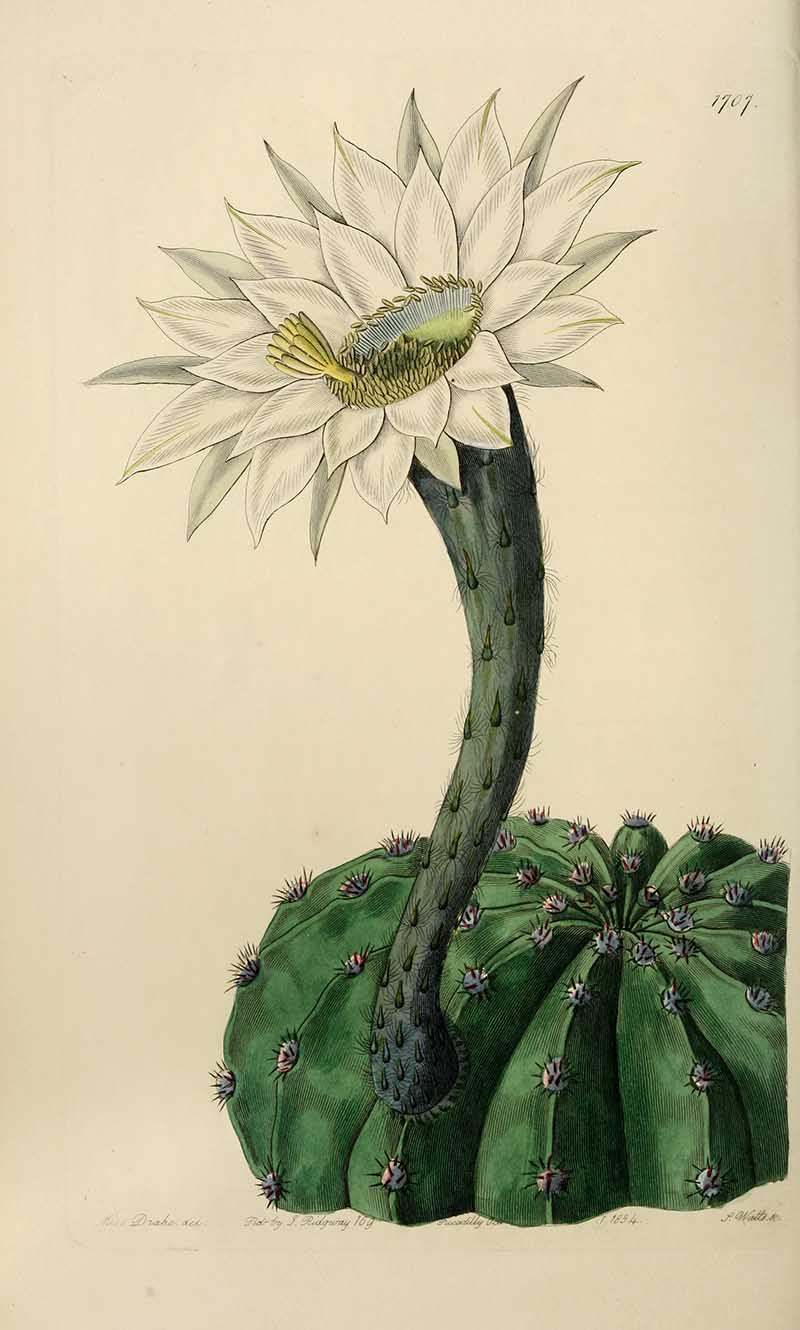 Glaucous sweet-scented porcupine cactus Edwards Botanical Register