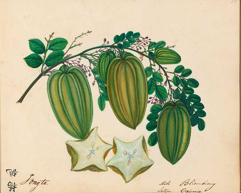 xotic Fruit watercolours star fruit 