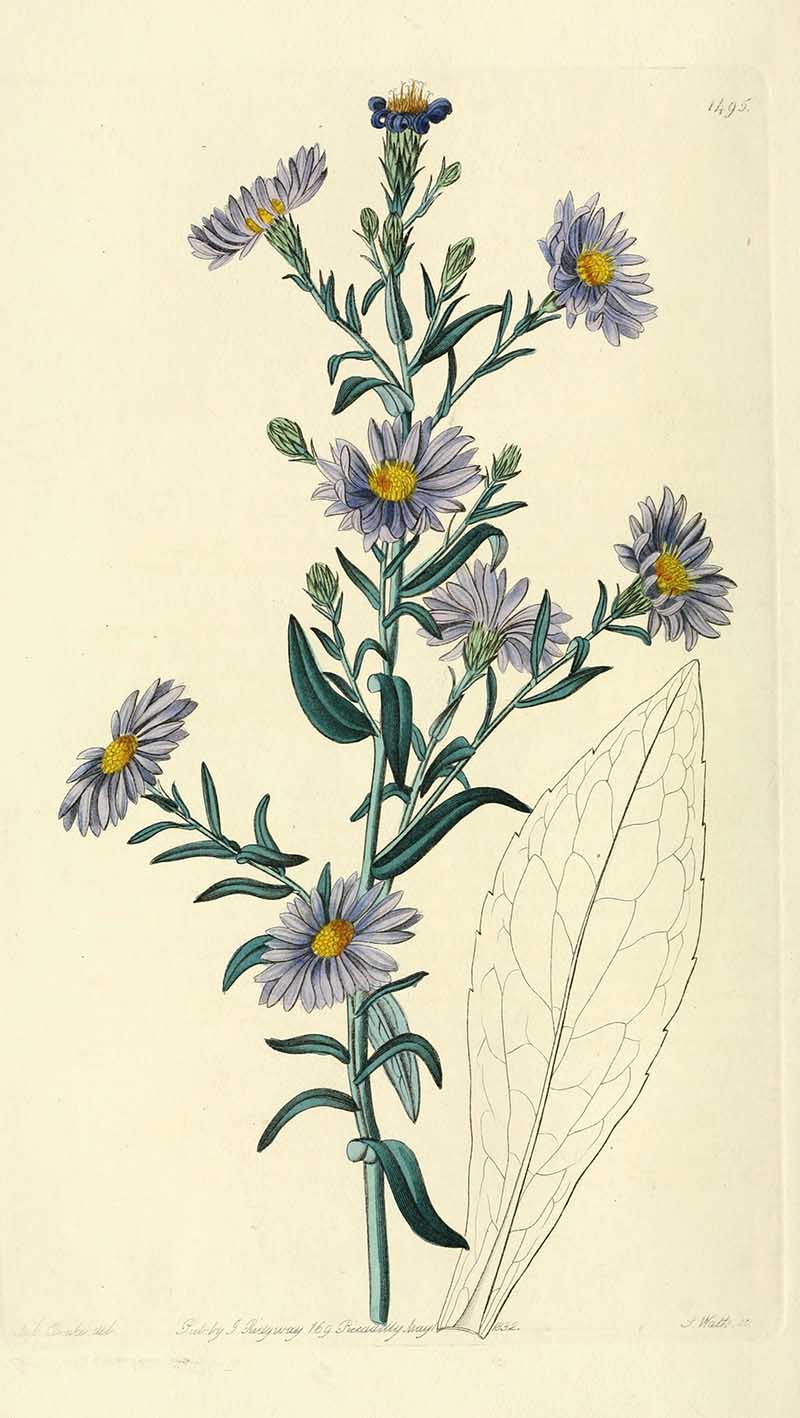 Smooth Aster Edwards Botanical Registar