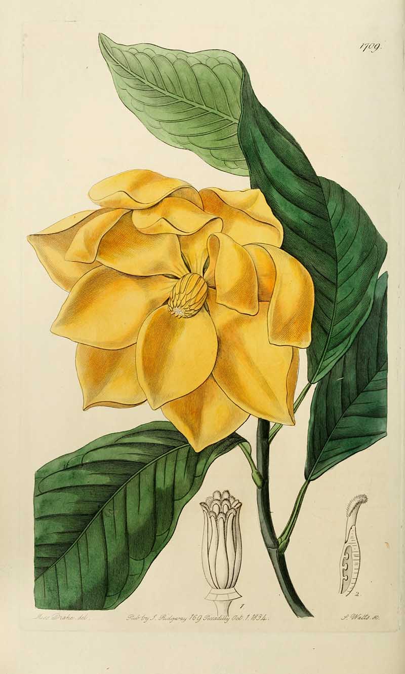 Magnolia Edwards Botanical Register