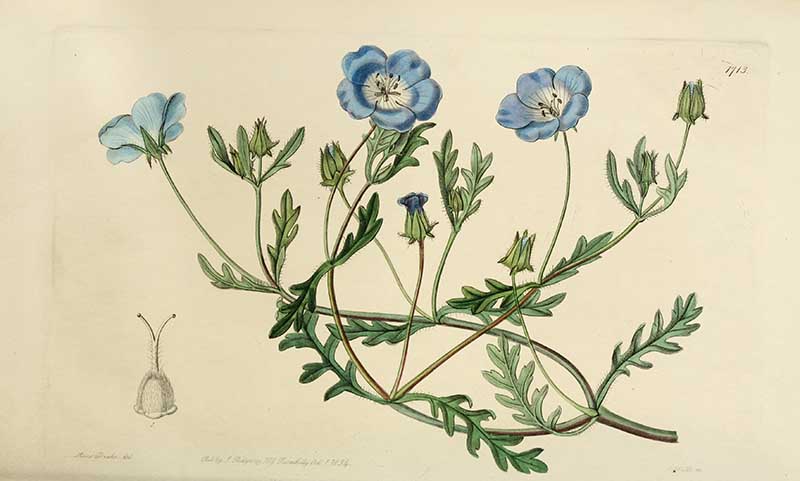 Baby Blue Eyes Edwards Botanical Register