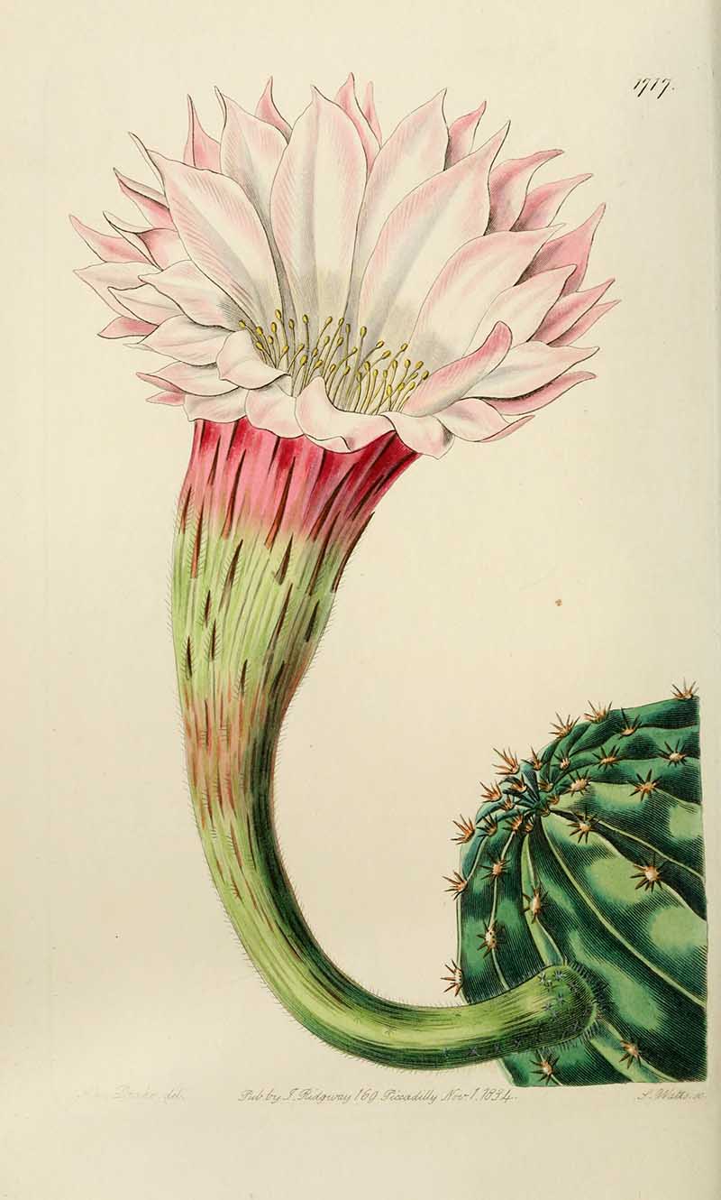 Sharp Angled Spiny Cactus Edwards Botanical Register