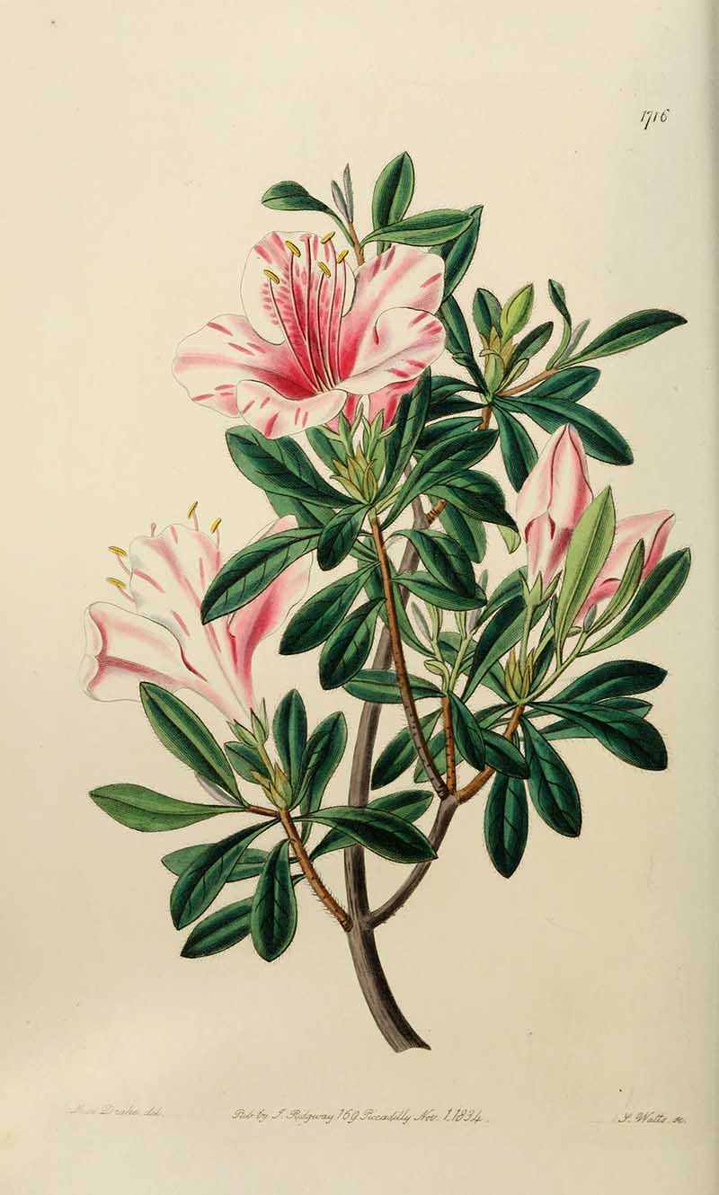 Variegated Chinese Azalea Edwards Botanical register