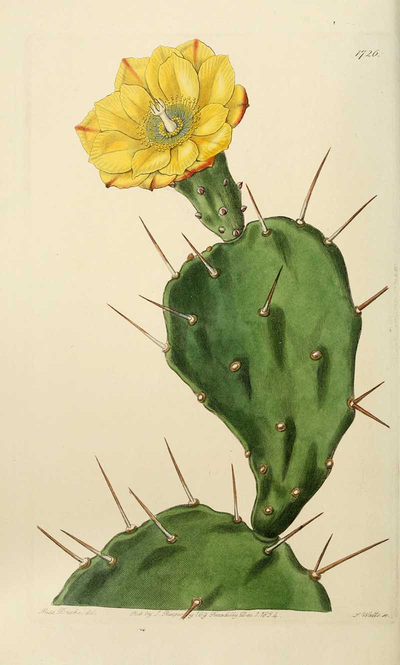 Drooping Prickly Pear Edwards Botanical Register