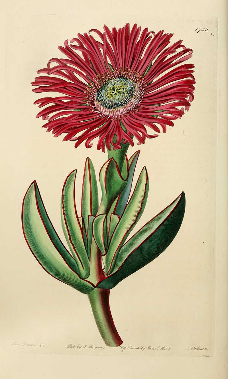Red-eyed Fig Marigold Edwards Botanical Register