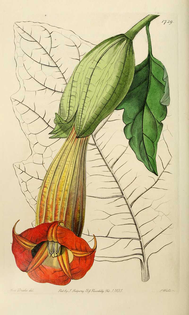 Red Angel's Trumpet Edwards Botanical Register