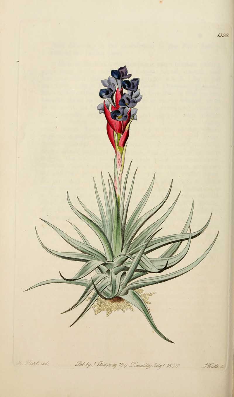 Air Plant Tillandsia stricta Edwards Botanical Register