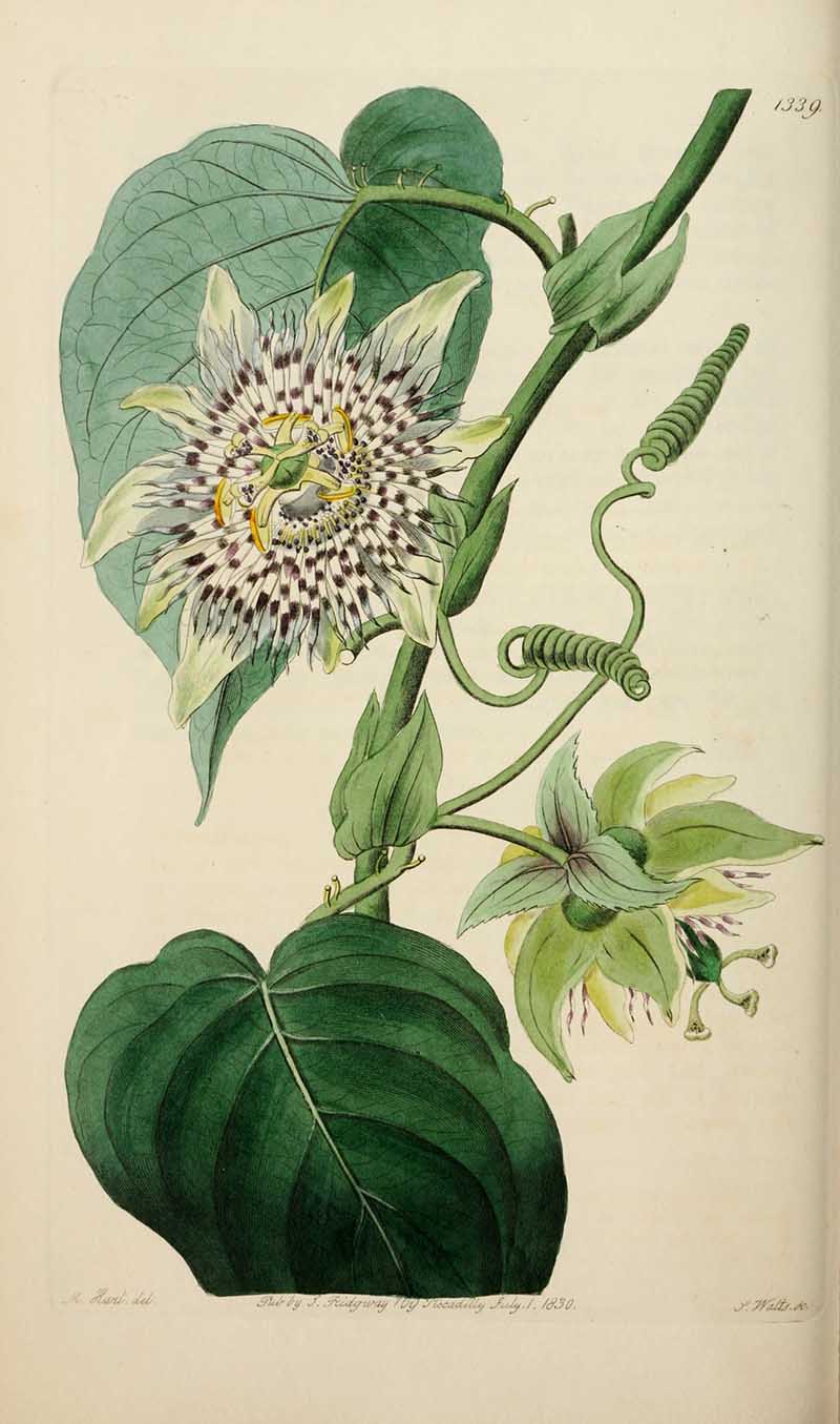 Strapped Passion-flower Edwards Botanical Register