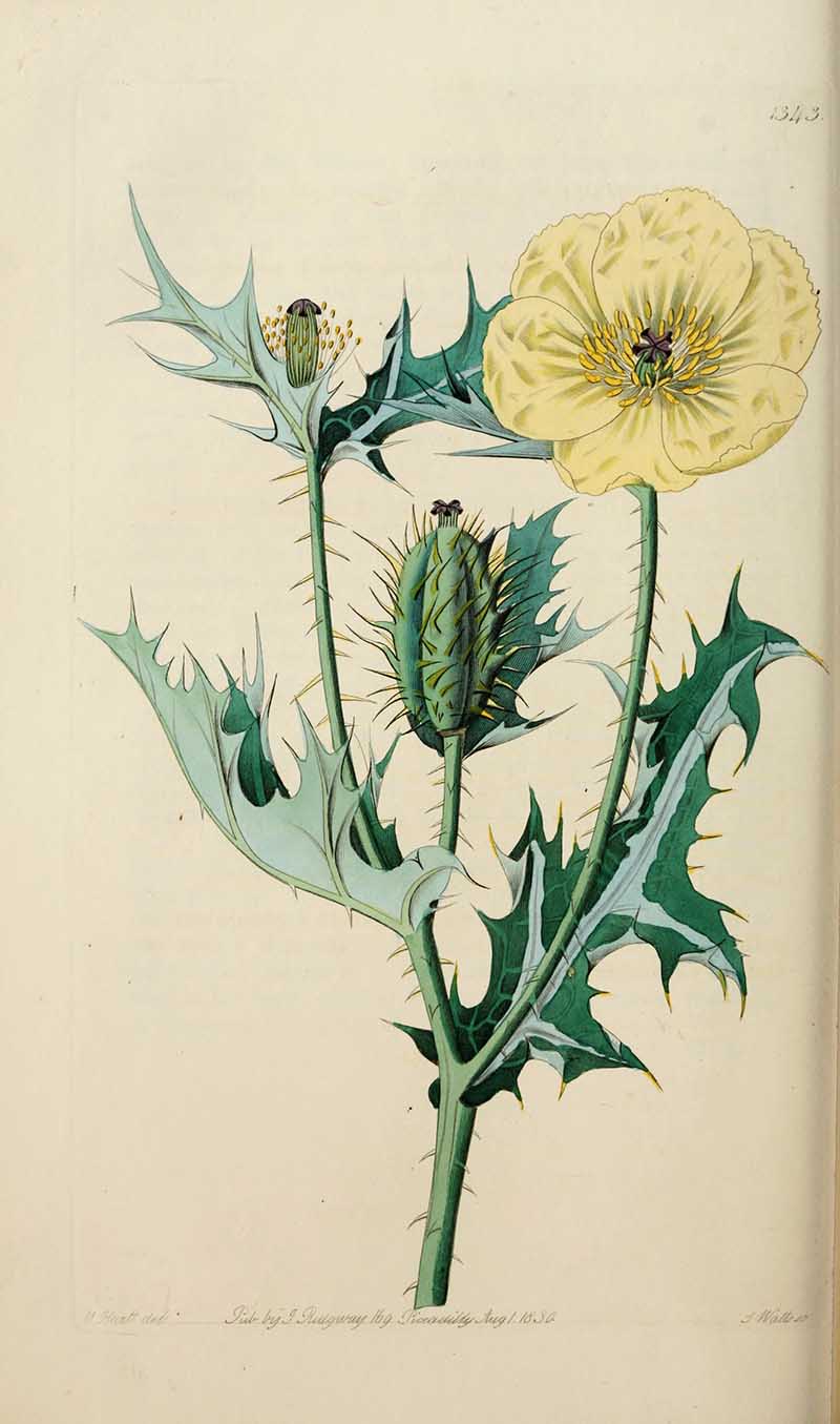 Mexican Pricly Poppy edwards Botanical Register