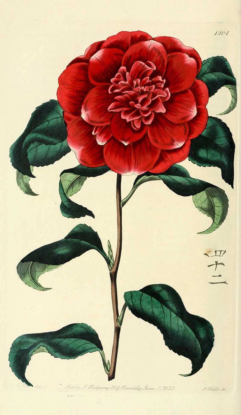 Crimson Camellia Edwards Botanical Registar