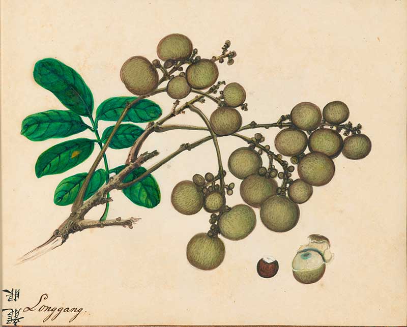 Exotic Fruit watercolours longan