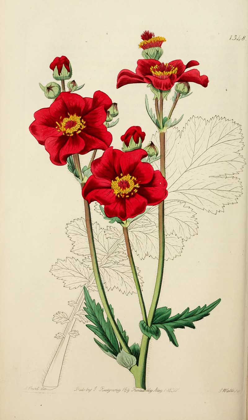 Chilean avens Edwards botanical register