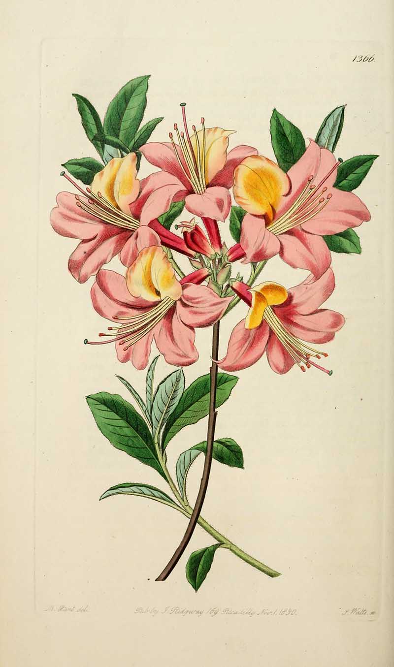 Ink & Yellow Azalea Edwards Botanical Register