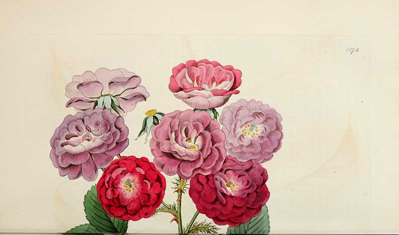 Seven sister roses Edwards Botanical Register